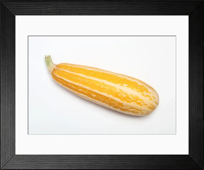 Framed Print : A yellow Italian Marrow Framed Print : A yellow Italian Marrow
