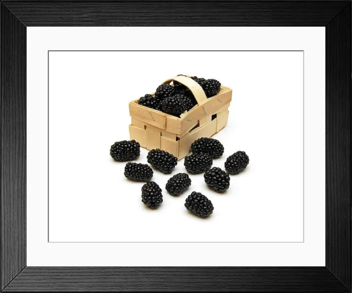 Framed Print : a few blackberries (Rubus sectio Rubus) Framed Print : a few blackberries (Rubus sectio Rubus)