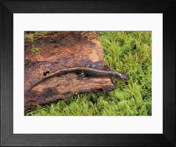 Framed Print : tk0539, Thomas Kitchin; Western Long-toed Salamander, British Columbia to Oregon Framed Print : tk0539, Thomas Kitchin; Western Long-toed Salamander, British Columbia to Oregon