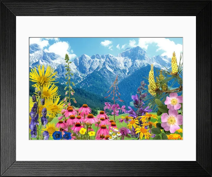 Framed Print : Heilpflanzenarrangement, Heilpflanzen, Berge Framed Print : Heilpflanzenarrangement, Heilpflanzen, Berge