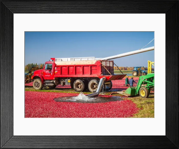 Framed Print : The cranberry harvest at the Vilas Cranberry Farm in Manitowish Waters, Wisconsin, USA Framed Print : The cranberry harvest at the Vilas Cranberry Farm in Manitowish Waters, Wisconsin, USA
