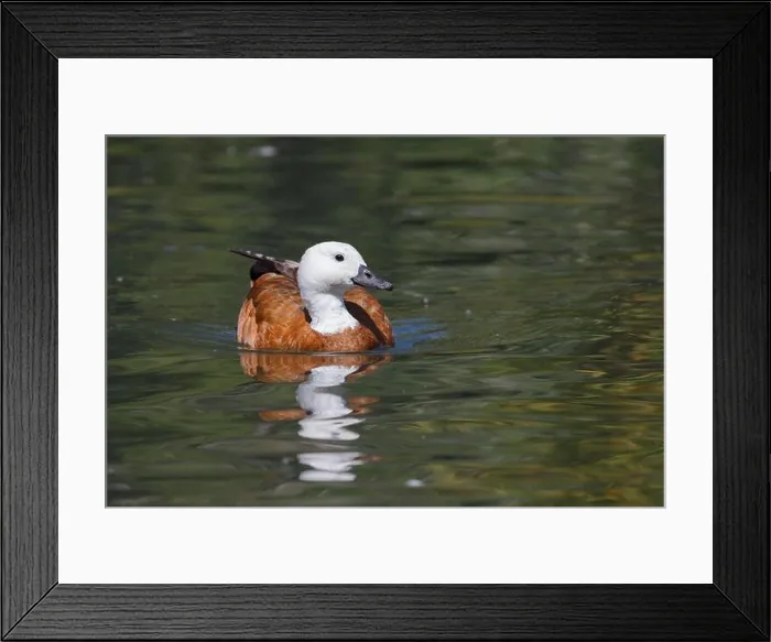Framed Print : Paradise shelduck, Auckland, New Zealand, November 2015 Framed Print : Paradise shelduck, Auckland, New Zealand, November 2015
