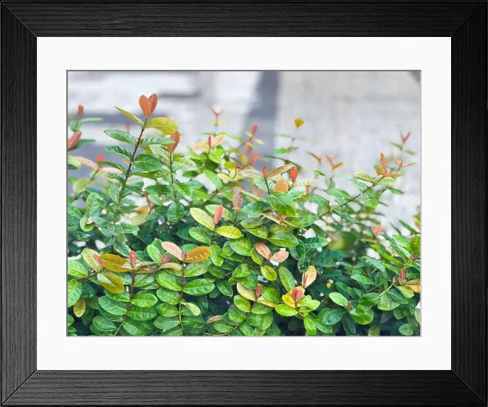 Framed Print : Lush green bush with fresh orange-tinted leaves Framed Print : Lush green bush with fresh orange-tinted leaves