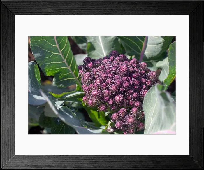 Framed Print : Broccoli cultivar with purple flower heads or florets closeup. Brassica oleracea var. italica vegetable plant Framed Print : Broccoli cultivar with purple flower heads or florets closeup. Brassica oleracea var. italica vegetable plant