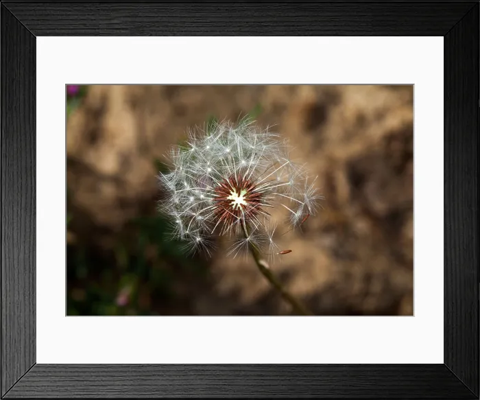 Framed Print : Macro shot of a dandelion seed head in a private garden, Marin County, California, USA Framed Print : Macro shot of a dandelion seed head in a private garden, Marin County, California, USA
