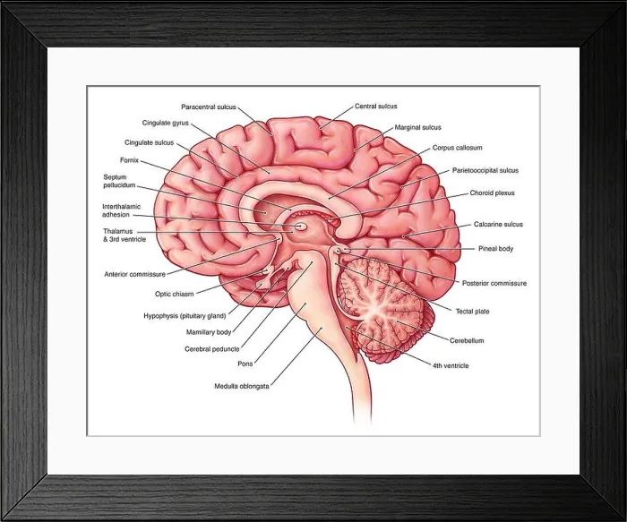 Framed Print : An illustration of the brain from a midsagittal view Framed Print : An illustration of the brain from a midsagittal view