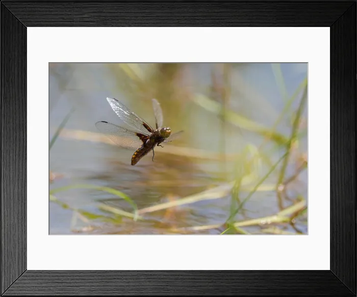 Framed Print : Broad-bodied libellula, Broad-bodied chaser (Libellula depressa), female, flying and laying eggs, Germany, Bavaria