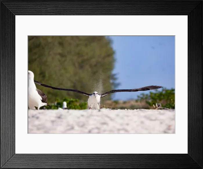 Framed Print : Laysan albatross, Phoebastria immutabilis Framed Print : Laysan albatross, Phoebastria immutabilis