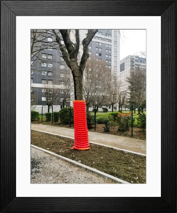 Framed Print : Bright orange plastic pipe surrounds a tree on a construction site to protect it during nearby construction activities Framed Print : Bright orange plastic pipe surrounds a tree on a construction site to protect it during nearby construction activities