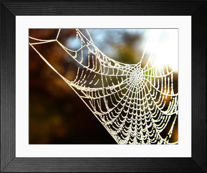 Framed Print : Large oak tree standing alone Framed Print : Large oak tree standing alone