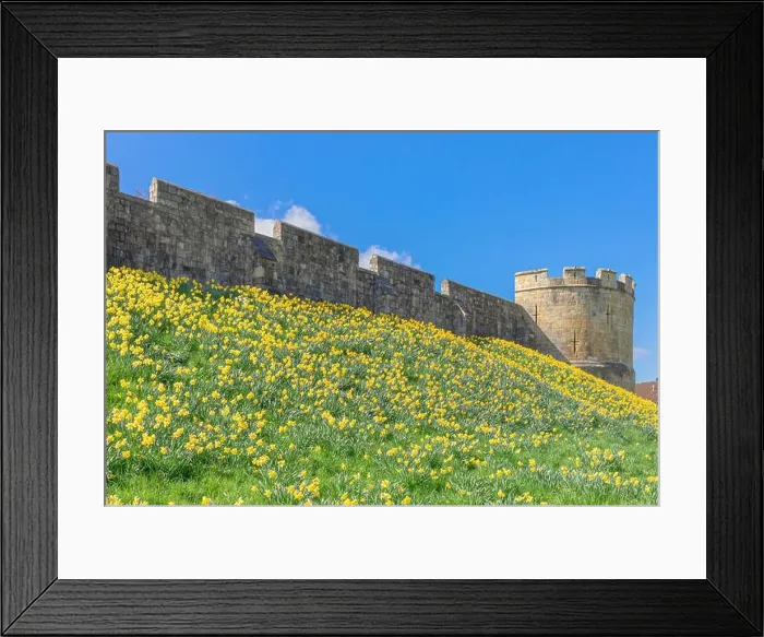 Framed Print : A host of yellow daffodils are on the embankment of the ancient York city walls Framed Print : A host of yellow daffodils are on the embankment of the ancient York city walls