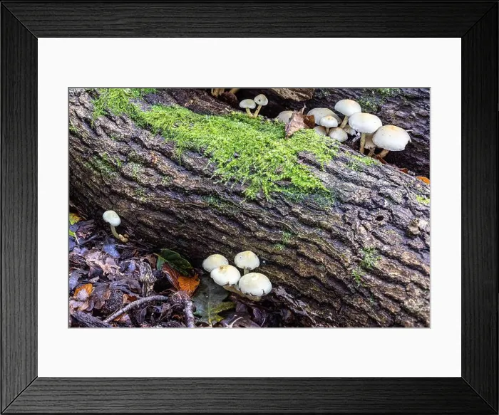 Framed Print : Sulphur tuft, New Forest, Hampshire, UK. Inedible Framed Print : Sulphur tuft, New Forest, Hampshire, UK. Inedible