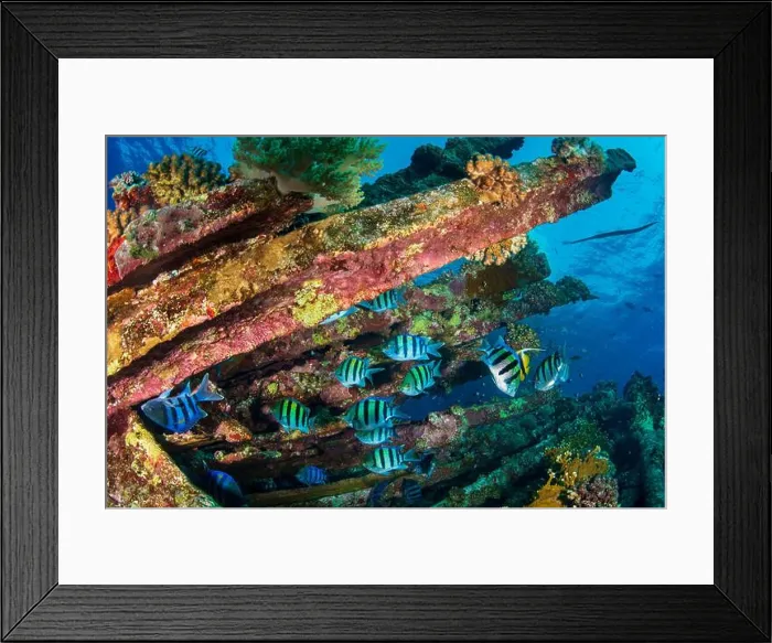 Framed Print : Sergent Major Fish Mid Wreckage Framed Print : Sergent Major Fish Mid Wreckage