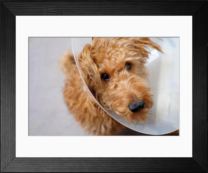 Framed Print : dog wearing protective cone collar after surgery Framed Print : dog wearing protective cone collar after surgery