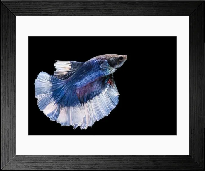 Framed Print : Blue and white betta fish Framed Print : Blue and white betta fish