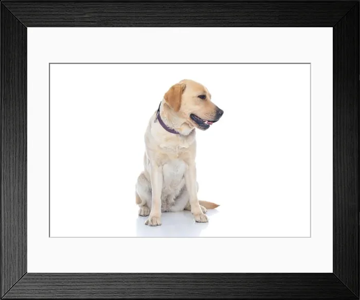 Framed Print : seated labrador retriever dog looking to his side and wearing a purple collar against white background Framed Print : seated labrador retriever dog looking to his side and wearing a purple collar against white background