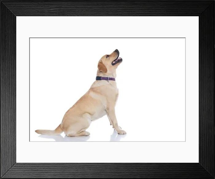 Framed Print : side view of a seated labrador retriever dog looking what's above him out of curiosity against white background Framed Print : side view of a seated labrador retriever dog looking what's above him out of curiosity against white background