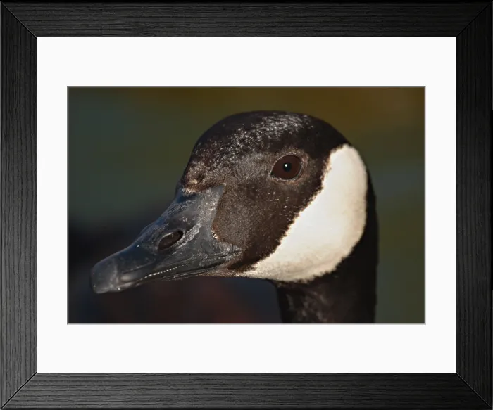 Framed Print : Canadian Goose eye to eye Framed Print : Canadian Goose eye to eye