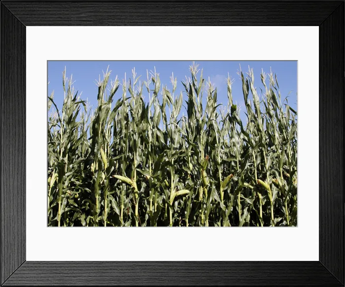 Framed Print : Austria Tirol Tyrol Rinn small town mountain high road pastoral landscape corn field crop Framed Print : Austria Tirol Tyrol Rinn small town mountain high road pastoral landscape corn field crop