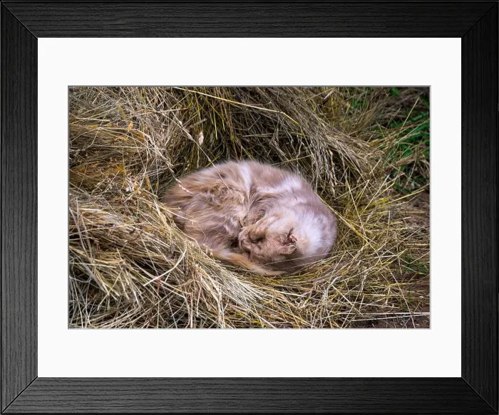 Framed Print : Smoky fluffy cat sleeps curled up in a haystack Framed Print : Smoky fluffy cat sleeps curled up in a haystack