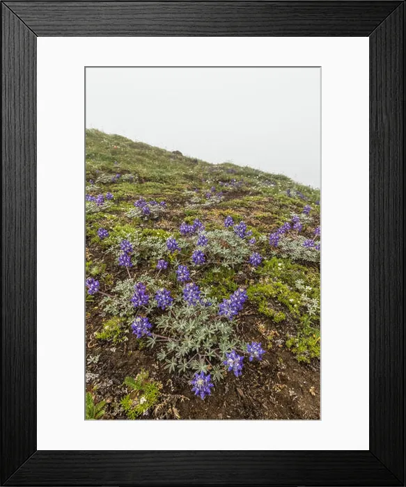 Framed Print : Dwarf Alpine Lupine, Lupinus lepidus var Framed Print : Dwarf Alpine Lupine, Lupinus lepidus var