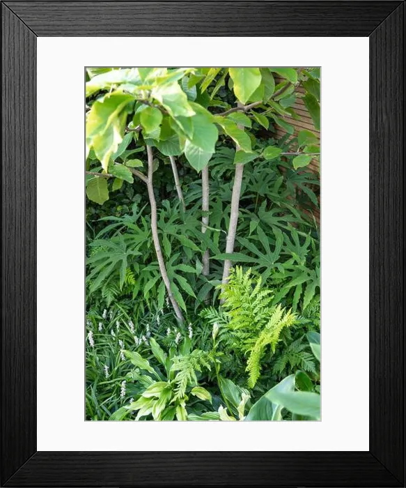 Framed Print : Fatsia polycarpa Green Fingers (aralia) Framed Print : Fatsia polycarpa Green Fingers (aralia)
