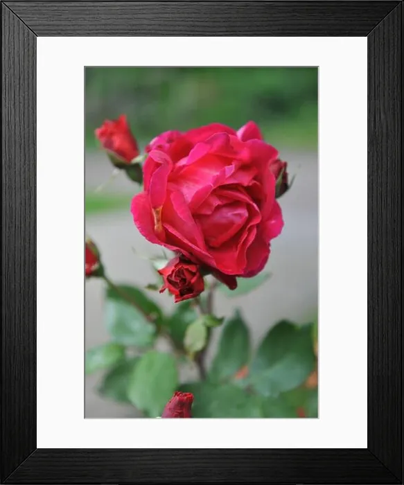 Framed Print : Red Hybrid Tea climbing rose (rosa) Copenhagen blooms in a garden in June Framed Print : Red Hybrid Tea climbing rose (rosa) Copenhagen blooms in a garden in June