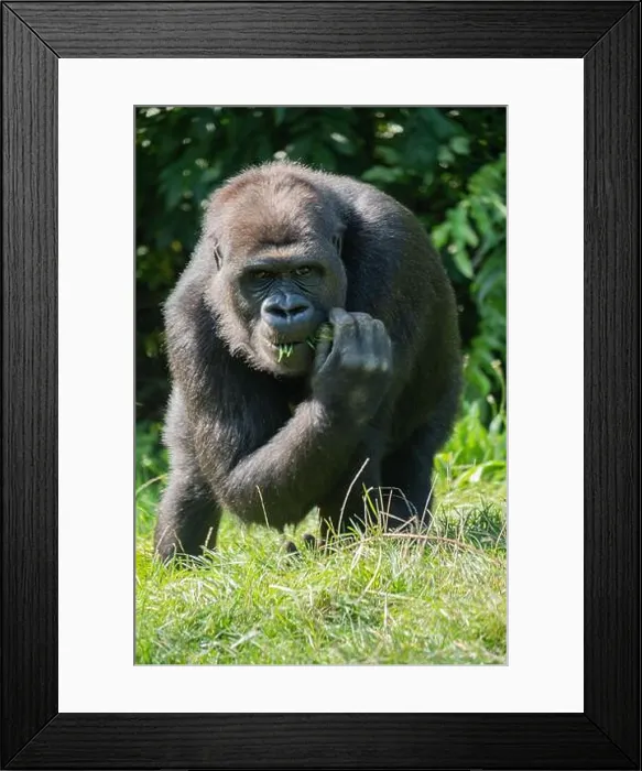 Framed Print : Majestic gorilla in the wild Framed Print : Majestic gorilla in the wild