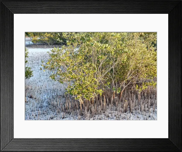 Framed Print : Mangrove trees and torquoise water in Abu Dhabi's Jubail Mangrove Park Framed Print : Mangrove trees and torquoise water in Abu Dhabi's Jubail Mangrove Park