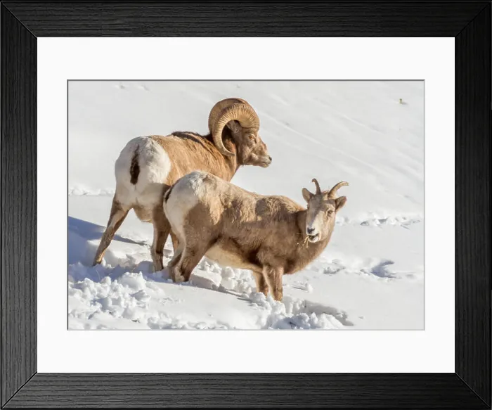 Framed Print : Bighorn sheep ram and ewe forage for food in snow during winter in Kananaskis region of Alberta Framed Print : Bighorn sheep ram and ewe forage for food in snow during winter in Kananaskis region of Alberta