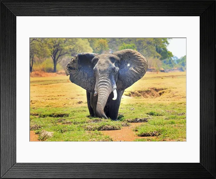 Framed Print : African Elephant with ears flapping standing in a lagoon feeding with a natural vibrant bushveld background Framed Print : African Elephant with ears flapping standing in a lagoon feeding with a natural vibrant bushveld background