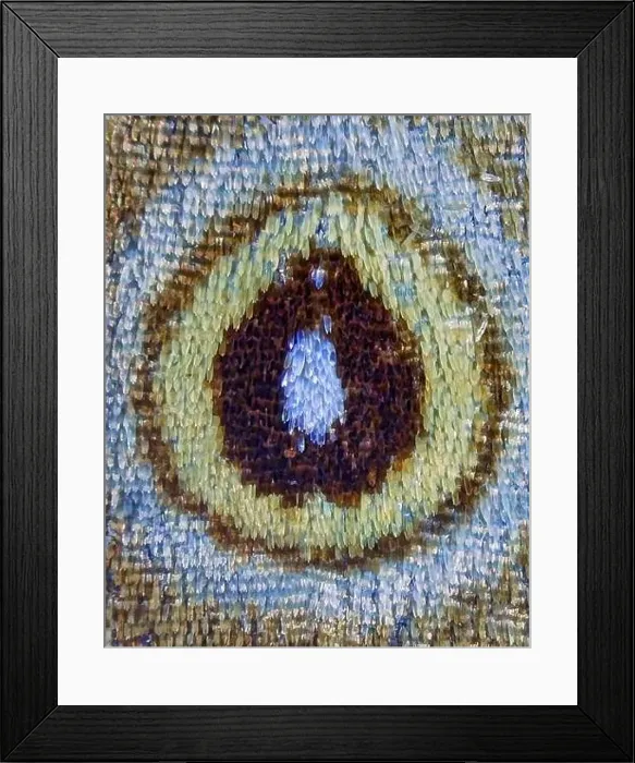 Framed Print : Microscopic view of butterfly wing scales Framed Print : Microscopic view of butterfly wing scales