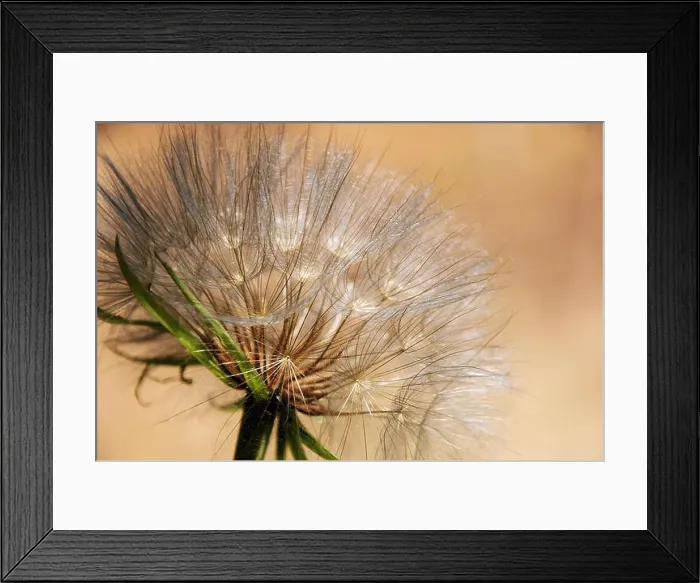 Framed Print : A beautiful white dandelion ready to spread its seeds, on a warm sand color background Framed Print : A beautiful white dandelion ready to spread its seeds, on a warm sand color background