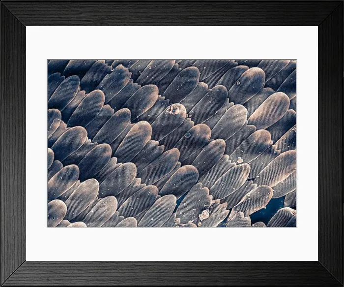 Framed Print : Microscopic image of butterfly wing scales at 500x magnification Framed Print : Microscopic image of butterfly wing scales at 500x magnification