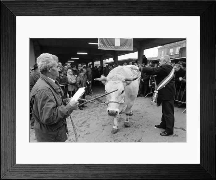 Framed Print : traditional feast of 'Bue Grasso' (fat ox) in Carrù (Cuneo)