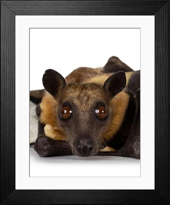 Framed Print : Head shot of young adult flying fox