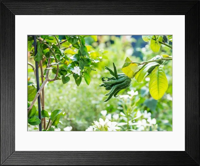 Framed Print : Buddhas hand fruit on the tree in the garden. Citrus medica. Fingered citron fruit from Asia Framed Print : Buddhas hand fruit on the tree in the garden. Citrus medica. Fingered citron fruit from Asia