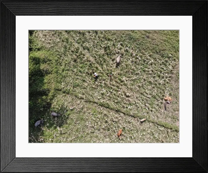 Framed Print : vietnamese people harvesting corn in north vietnam Framed Print : vietnamese people harvesting corn in north vietnam