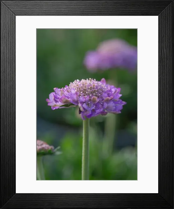 Framed Print : Close-up of Scabiosa columbaria Butterfly Blue Framed Print : Close-up of Scabiosa columbaria Butterfly Blue
