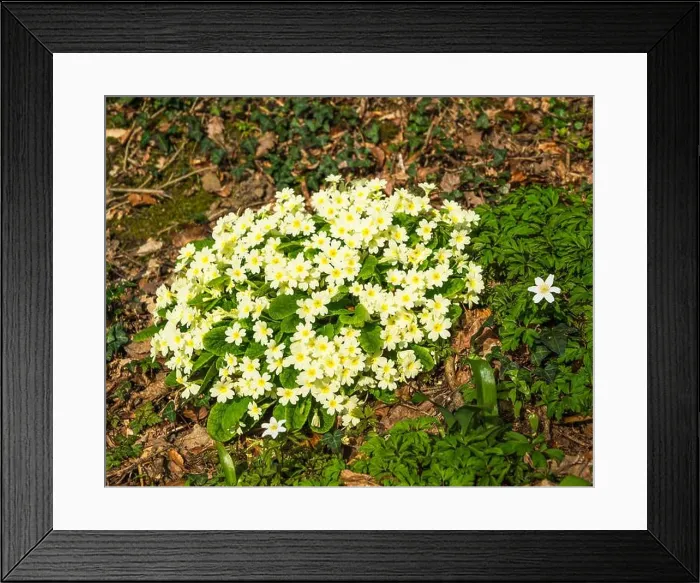 Framed Print : Primroses (Primula vulgaris) flowering at Royal Horticultural Society (RHS) Garden, Rosemoor, Devon, England, UK Framed Print : Primroses (Primula vulgaris) flowering at Royal Horticultural Society (RHS) Garden, Rosemoor, Devon, England, UK