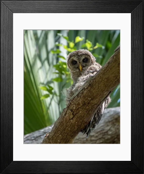 Framed Print : Barred owl in Florida Framed Print : Barred owl in Florida