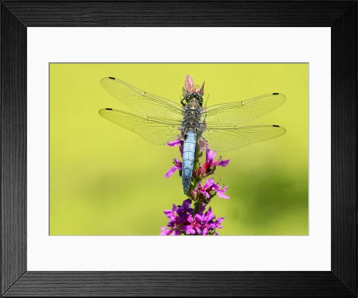 Framed Print : Black-tailed skimmer Orthetrum cancellatum Dragonfly Male Perching On Purple loosestrife Flower Dragonfly Wildlife Framed Print : Black-tailed skimmer Orthetrum cancellatum Dragonfly Male Perching On Purple loosestrife Flower Dragonfly Wildlife