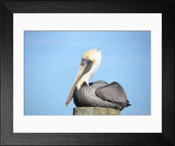 Framed Print : Florida Brown Pelican Framed Print : Florida Brown Pelican