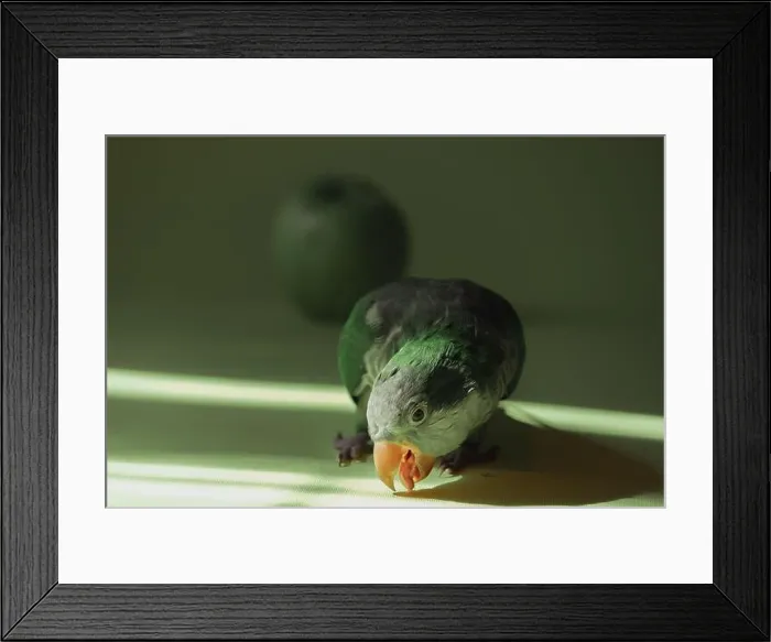 Framed Print : Domestic green parrot monk stands in the sun and opened its beak. Close-up Framed Print : Domestic green parrot monk stands in the sun and opened its beak. Close-up