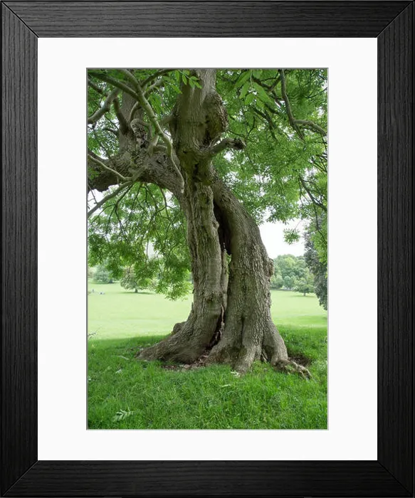 Framed Print : Two trees intertwined Framed Print : Two trees intertwined