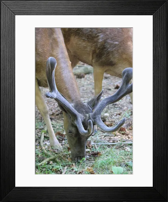 Framed Print : Berg en Bos. Mountain and Forest in Apeldoorn, the Netherlands Framed Print : Berg en Bos. Mountain and Forest in Apeldoorn, the Netherlands