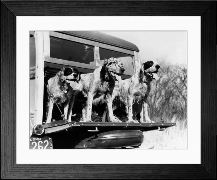 Framed Print : 1930s 1939 ENGLISH SETTER HUNTING DOGS ON TAILGATE OF WOOD BODY STATION WAGON AUTOMOBILE Framed Print : 1930s 1939 ENGLISH SETTER HUNTING DOGS ON TAILGATE OF WOOD BODY STATION WAGON AUTOMOBILE