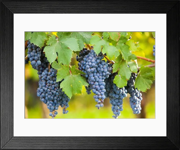 Framed Print : Barolo grapes ripe on the vine at Vendemmia, Barolo, Langhe, Piemonte, Italy Framed Print : Barolo grapes ripe on the vine at Vendemmia, Barolo, Langhe, Piemonte, Italy