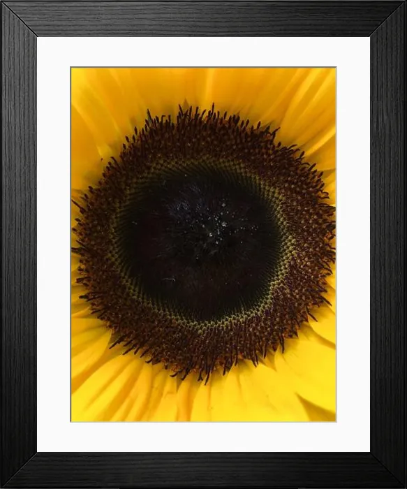 Framed Print : Centre of a sunflower Framed Print : Centre of a sunflower