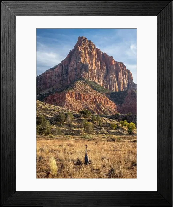 Framed Print : A Blue Heron stands at the foot of Watchman Mountain Framed Print : A Blue Heron stands at the foot of Watchman Mountain